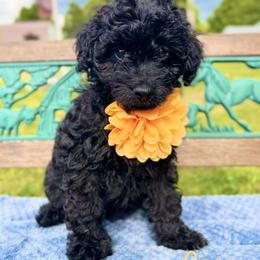Goldendoodle Puppies from True Friend Doodles