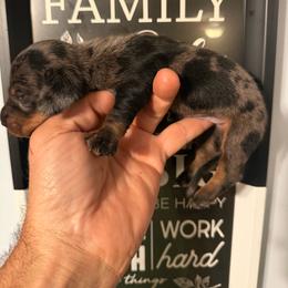 Sleepy Silver - Dapple male Dachshund puppy in South Haven, Kansas from Keen's Dachshunds