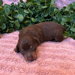 Tilly - Chocolate and tan female Dachshund puppy in Corona, California from M & M Doxies
