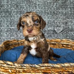 Opal - Merle female Goldendoodle puppy in Chattanooga, Tennessee from Hilltop Cuddle Pups