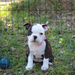Sazuka - Brindle and white male Boston Terrier puppy in Brooksville, Florida from Delamorés Pups