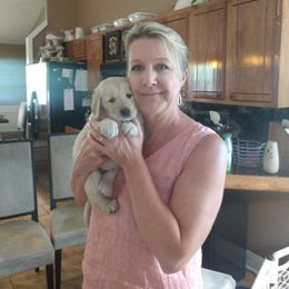 Golden Retriever and Goldendoodle Puppies from Guppy Puppies