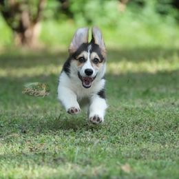 Red Collar - Black and tan Pembroke Welsh Corgi puppy in Terrell, Texas from Lily's Pembroke Welsh Corgis