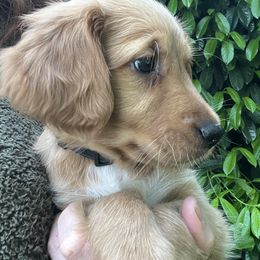 BLACK - Dark golden male Golden Retriever puppy in Woodland Hills, California from Rowan Red Retrievers