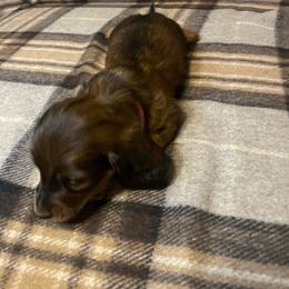 Angela - Girl 1 - Sable female Dachshund puppy in Bakersfield, California from Open Hourglass LLC