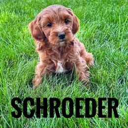 Schroeder - Red  male Goldendoodle puppy in Bountiful, Utah from Red Brick Doodles