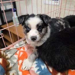 Siva - Blue merle female Miniature Australian Shepherd puppy in Leonard, Texas from Tin Roof Aussies