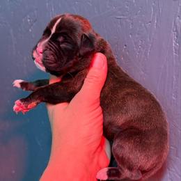 Girl 1 - Brindle female Boxer puppy in Newfoundland, Pennsylvania from Poconopaws