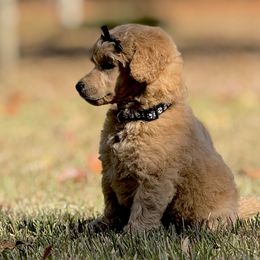 Miss Black Collar - Apricot female Poodle puppy in Screven, Georgia from Dreamland Standard Poodles
