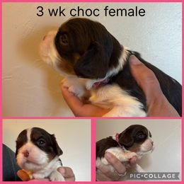 Choc tri pink - Chocolate female Cavalier King Charles Spaniel puppy in Greenleaf, Wisconsin from Ledgetop Family Cavaliers