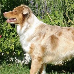 Australian Shepherds from Code Red Australian Shepherds