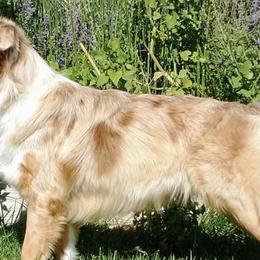 Australian Shepherds from Code Red Australian Shepherds