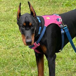 Raven - Black and rust female Doberman Pinscher puppy in Bruce Township, Michigan from Eminent Dobermans