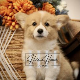 Red sable FLUFF girl 3 tail - Red female Pembroke Welsh Corgi puppy in Locust Grove, Oklahoma from Hidden Hillsides Corgis