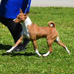 Strider - Basenji