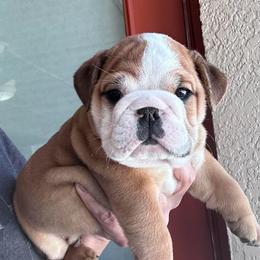 Hugo - Red and white male Bulldog puppy in Lutz, Florida from Romanov’s  Bulldogs
