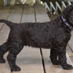 English Cocker Spaniel and Irish Water Spaniel Puppies from Landacre Irish Water Spaniels and English Cocker Spaniels