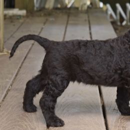 English Cocker Spaniel and Irish Water Spaniel Puppies from Landacre Irish Water Spaniels and English Cocker Spaniels