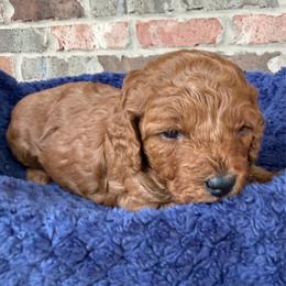 Orange (Red) collar - Red  female Poodle puppy in Huntsville, Alabama from Flint River Poodles