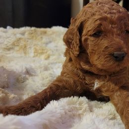 Goldendoodle Puppies from Kimber's Doodles