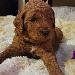 Goldendoodle Puppies from Kimber's Doodles