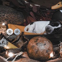 German Shorthaired Pointer Puppies from LakeHaus Kennels