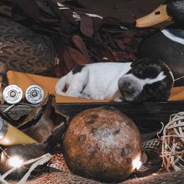 German Shorthaired Pointer Puppies from LakeHaus Kennels