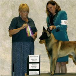 Belgian Malinois All Grown Up from Concho Belgian Malinois