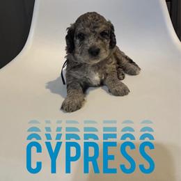 Cypress - Merle male Saint Berdoodle puppy in Garland, Texas from Brewer's Doodles and French Bulldogs