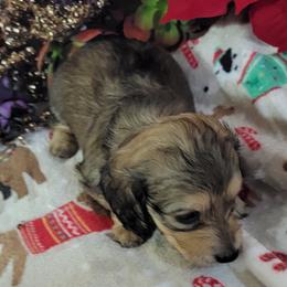 Dachshund Puppies from CLARK'S BREEDING PROGRAM