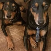 German Pinschers from Renlim German Pinschers