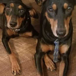 German Pinschers from Renlim German Pinschers