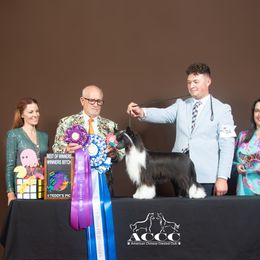 Blanche - Chinese Crested