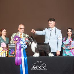 Blanche - Chinese Crested