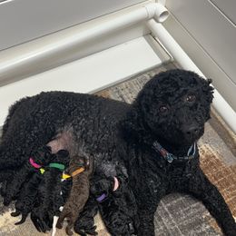Labradoodle Puppies from Mud Puppies