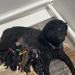 Labradoodle Puppies from Mud Puppies