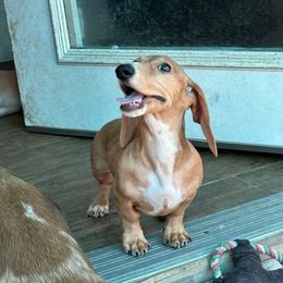 Orange - Dapple male Dachshund puppy in Irving, Texas from DFW Dachshunds by G & S