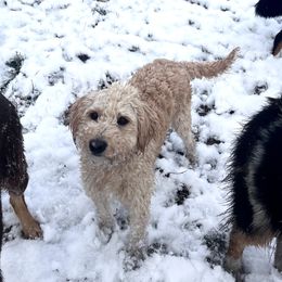 Aussiedoodles, Australian Shepherds, and Bernedoodles from Soap Creek Kennels