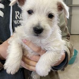 West Highland White Terrier Puppies from Haseleu Westies