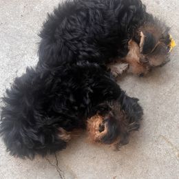 Yorkshire Terrier puppies from The Lazy 3 Ranch