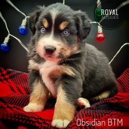 Obsidian - Black tri-color male Australian Shepherd puppy in Petersburg, Indiana from Royal Aussie’s