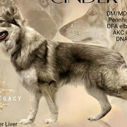 German Shepherds from Anzhela Krieg