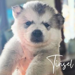 Tinsel - Sable and white male Alaskan Malamute puppy in Brookwood, Alabama from Sunset Malamutes