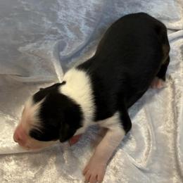 Lilly - Black tri-color female Australian Shepherd puppy in Mount Vernon, Texas from RJ's Aussie Posse