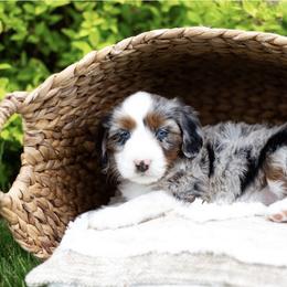 Australian Mountain Doodle, Bernedoodle, Cavapoo, and Goldendoodle Puppies from Angel Pups Deluxe
