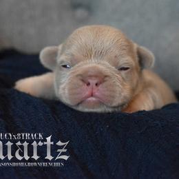 QUARTZ - Tricolors male French Bulldog puppy in Blue Ridge, Texas from Beason’s HomeGrown Frenchies
