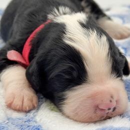 Whoopie - Black and white female Bernedoodle puppy in Claremont, North Carolina from Magnolia Grove Farms