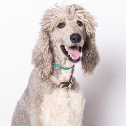 Casper - Poodle
