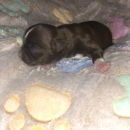 Daisy - Chocolate female Shih Tzu puppy in Milton, Florida from Shih tzu adventures of Santa Rosa Florida