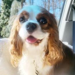 Gina - Cavalier King Charles Spaniel